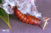 pupa