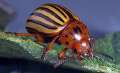 Colorado Potato Beetle