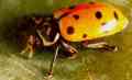 Lady Beetle Adult