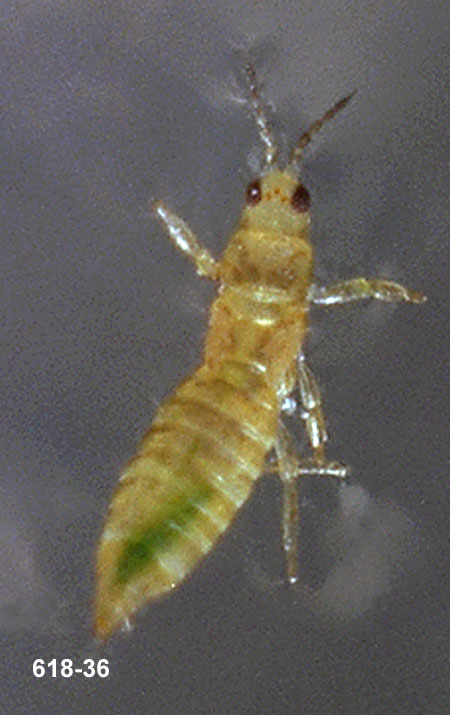 Western Flower Thrips