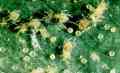 Twospotted Spider Mite