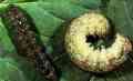 Variegated Cutworm - Link to larger image (141K)