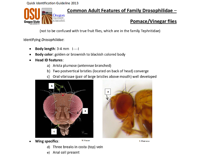 SWD Identification Key PDF