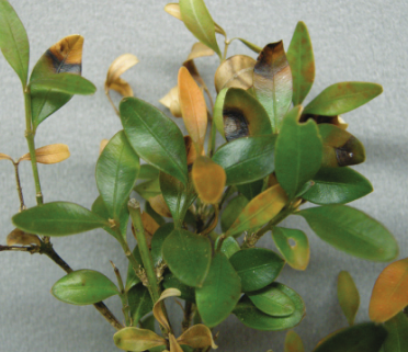 Boxwood blight leaf spots